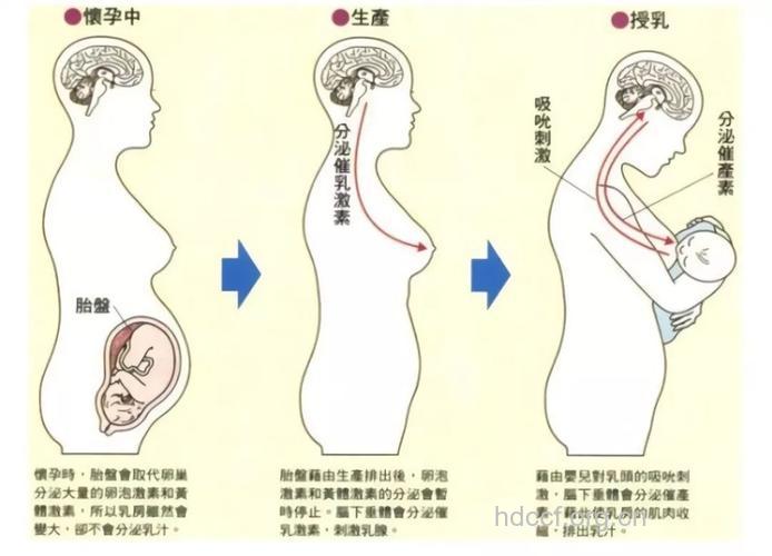 断奶后还有乳汁分泌是怎么回事