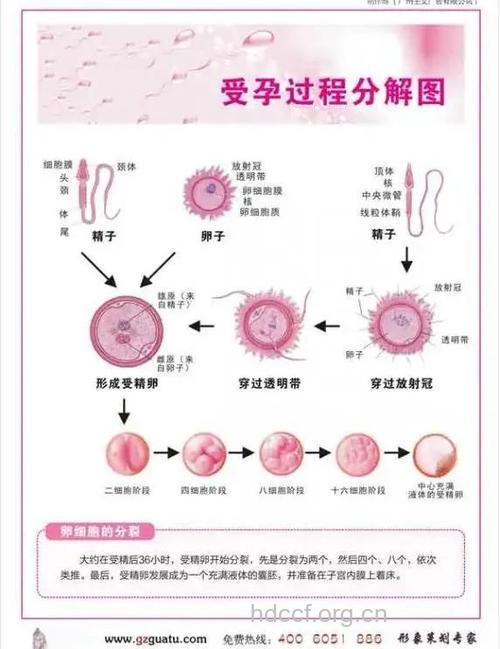 女性受孕过程