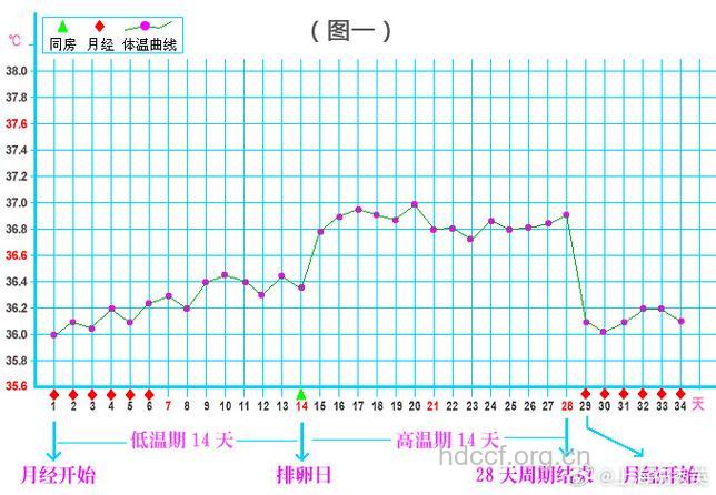 排卵期体温
