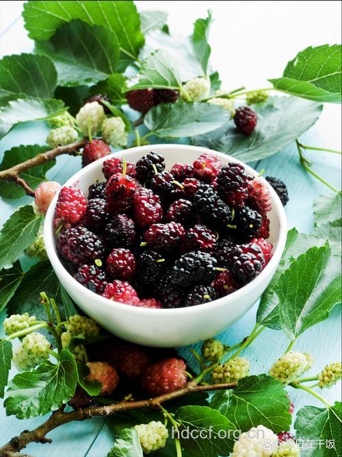 来例假能吃桑椹吗？