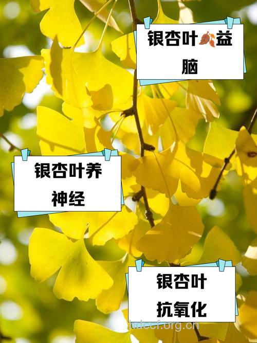 来例假能吃银杏叶吗?