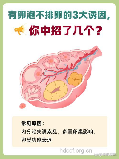 有卵泡不排卵