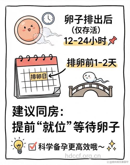 精子在女性体内存活时间