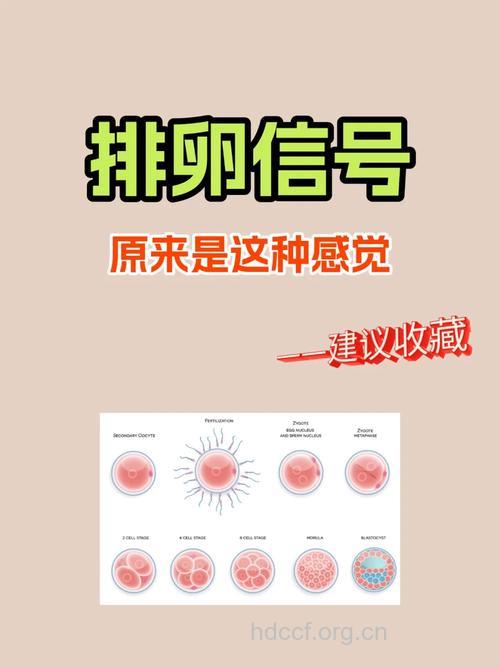 排卵期到来有哪些信号 身体会有4大变化