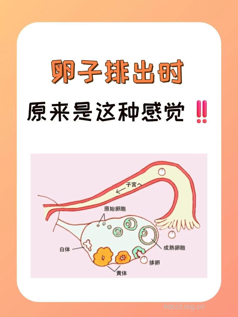 卵子多大排出 卵子排出是什么感觉