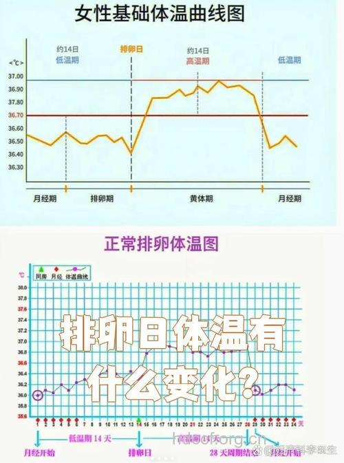 排卵日基础体温最低吗