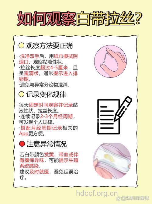 白带拉丝后要多久排卵