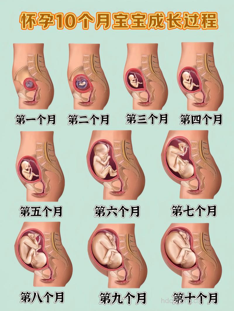 孕晚期胎儿发育