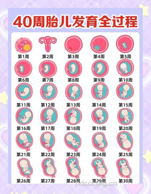 孕晚期29-40周胎教