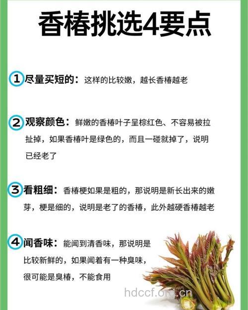 吃香椿可以助孕吗 助孕食物推荐