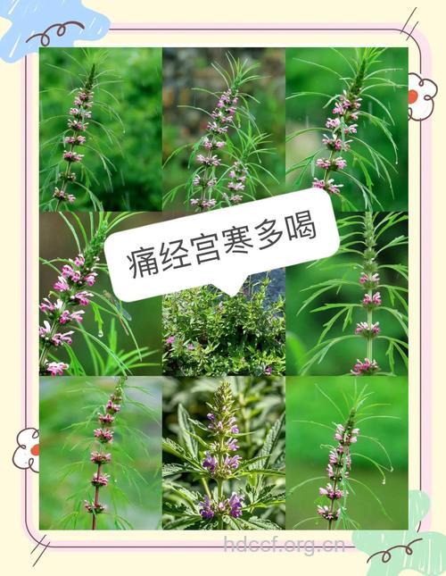 什么中草药可对付痛经