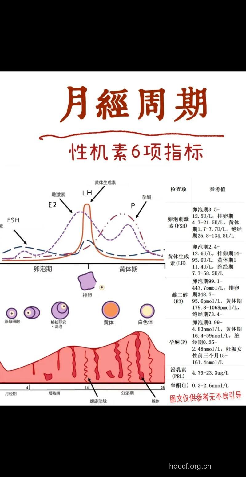 激素会影响月经周期吗
