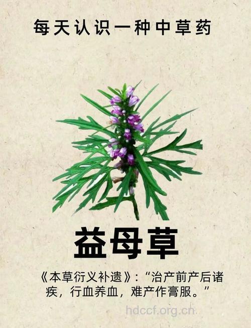 闭经能吃月见草吗 闭经吃什么好