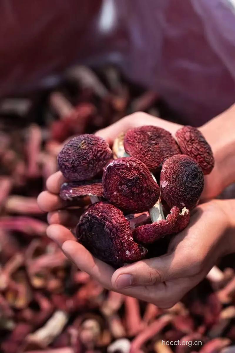 女性吃红蘑能补铁吗 红蘑怎么做好吃