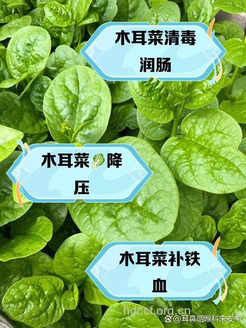 经期能吃木耳菜吗 经期吃它们效果好