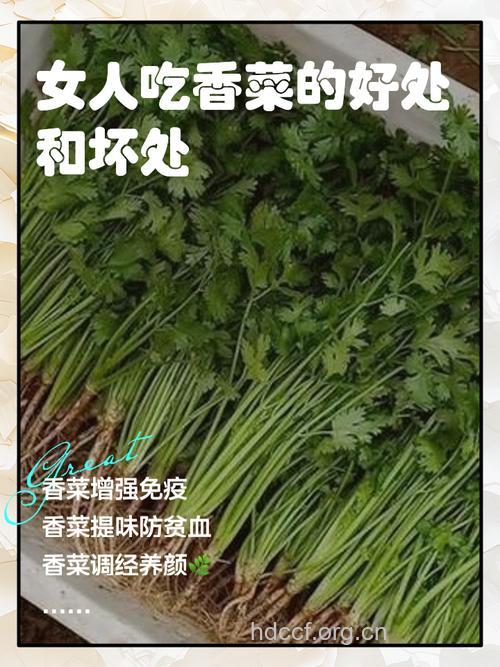 孕妇吃香菜会引起流产吗