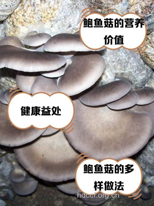 经期能吃鲍鱼菇吗 鲍鱼菇的营养价值