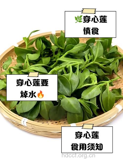 经期能吃穿心莲吗 清热解毒功效多