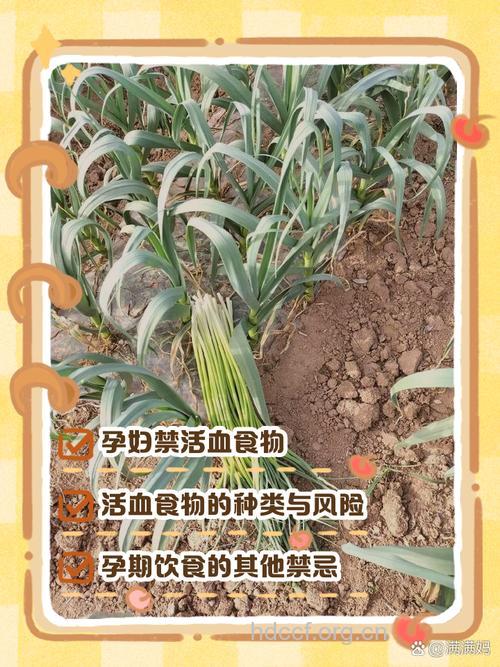 孕妇能不能吃蒜苔