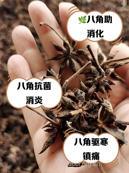 经期能吃八角吗 有哪些需要注意的