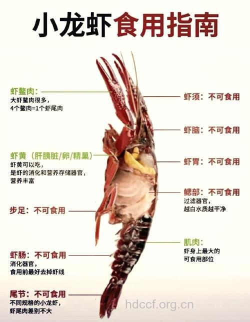 经期能吃龙虾吗 龙虾的健康吃法