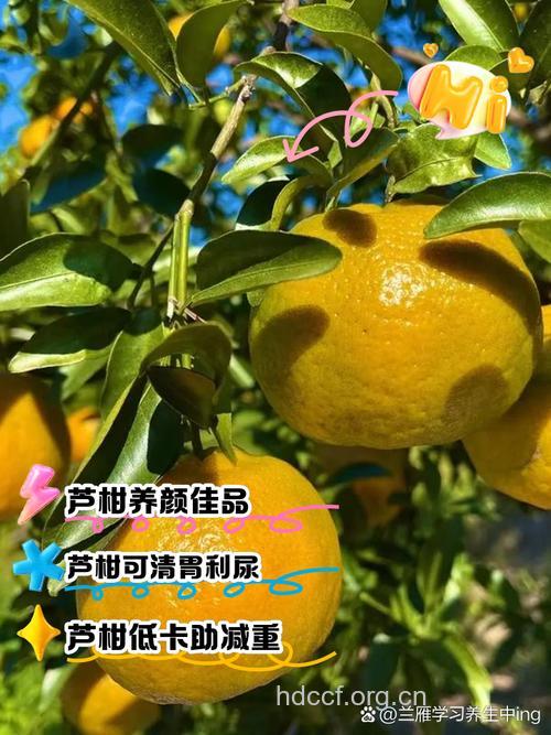 孕妇能不能吃芦柑