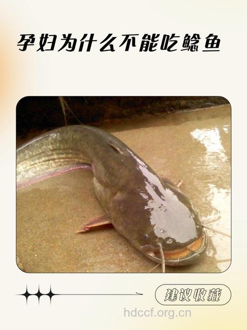 孕妇能不能吃鲶鱼