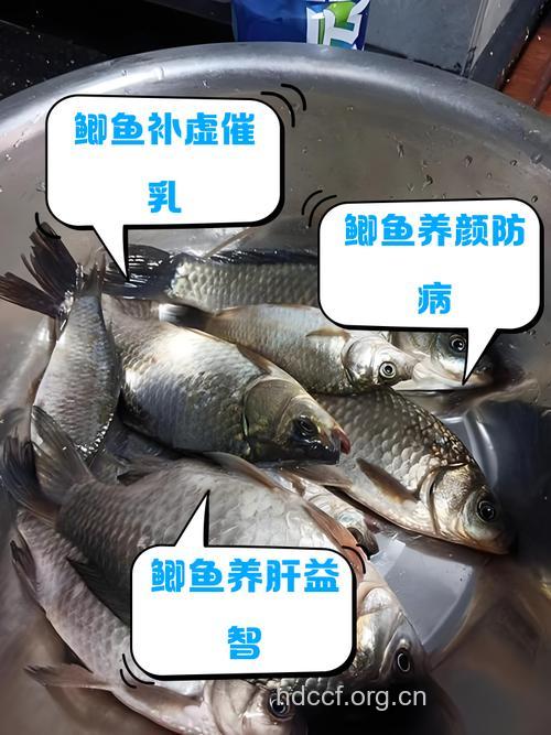 月经期间吃鲫鱼能排毒吗