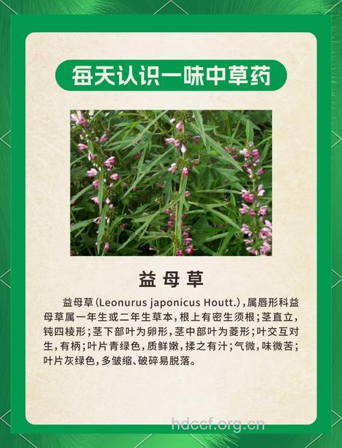 哺乳期可以吃益母草吗