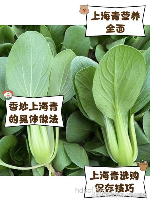 女性月经不调能吃上海青吗