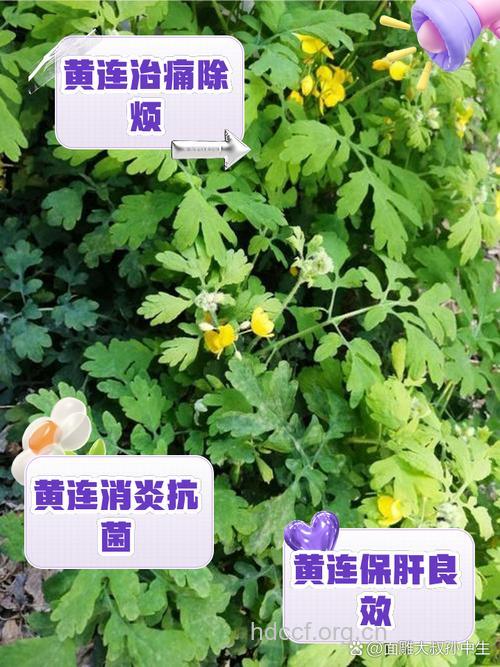 月经期间吃黄连好吗 容易引起月经不调