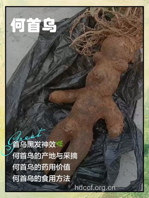 更年期女性能吃何首乌吗 有什么好处
