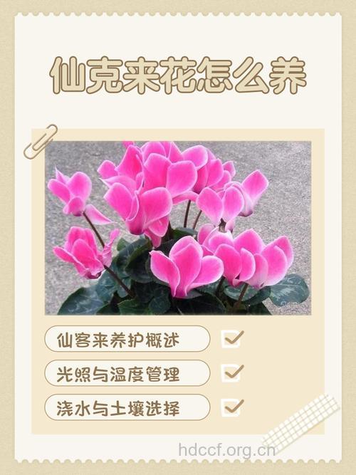 9种花香易致流产 如何养花才安全