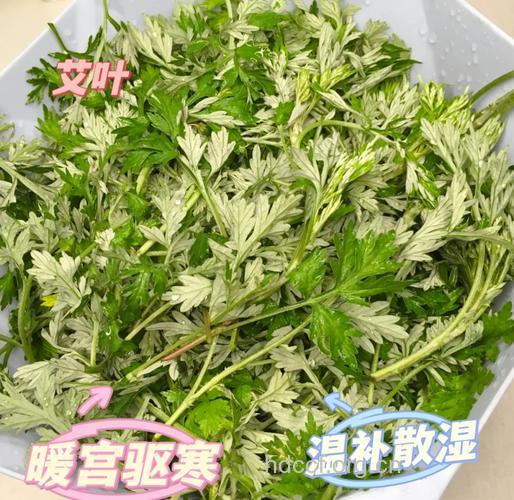 艾草能暖宫吗 女人宫寒吃什么好