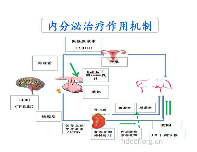 怎么内分泌治疗乳腺癌