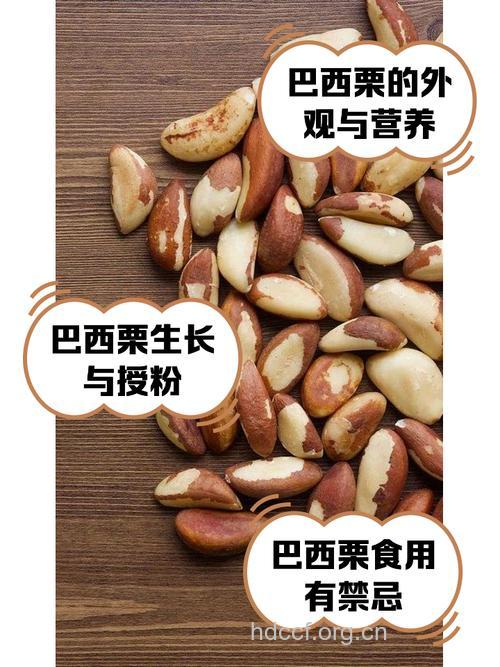 女人吃巴西栗的好处 巴西栗的营养价值