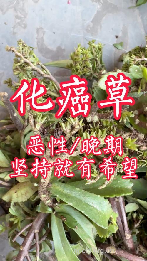 防治乳腺癌的四大中草药