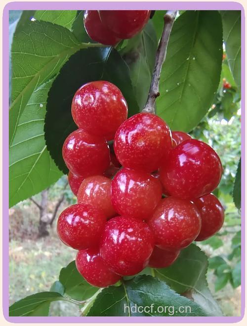 夏季吃什么水果好 女人吃樱桃美肤