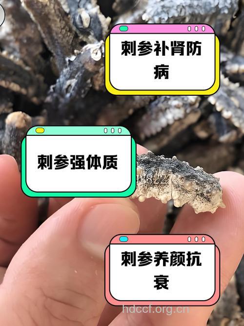 刺参的功效 女人吃刺参的好处