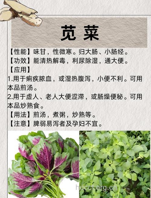女人吃苋菜的好处 苋菜的营养价值