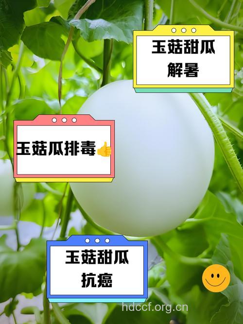 女人吃香瓜的好处 香瓜的营养价值