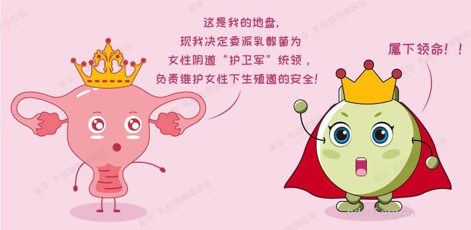 乳酸杆菌 女性阴道的“健康卫士”