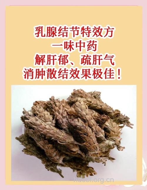 治疗乳腺炎的中药有哪些