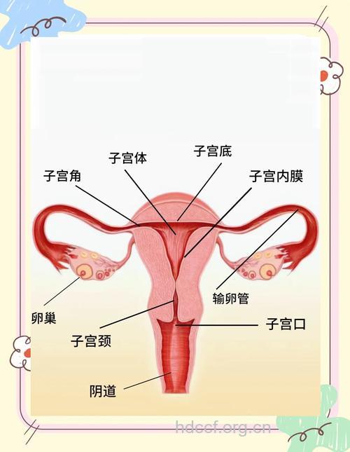 了解女性子宫结构是怎么样的