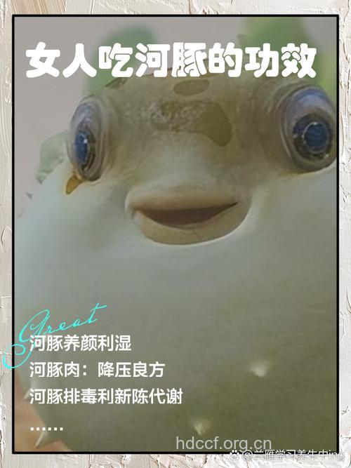 女人吃河豚的好处 河豚的营养价值