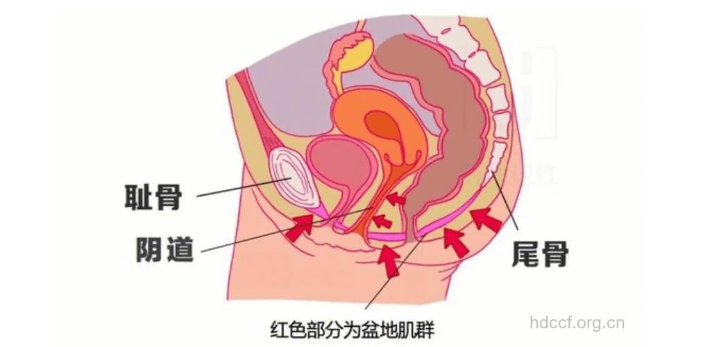 让女性尴尬的“阴吹”到底是怎么回事