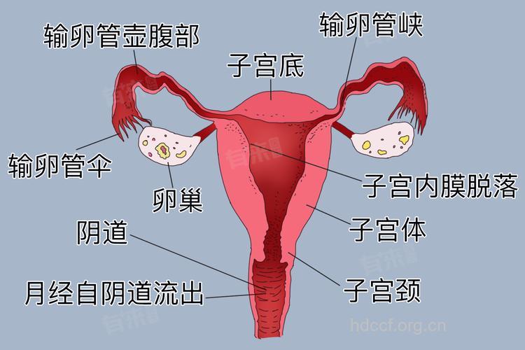正常女性卵巢大小一般有多大