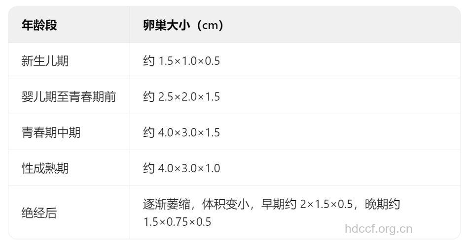 卵巢正常大小是多少mm 左右两边各不同