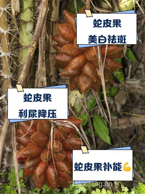 女人吃蛇皮果的好处 蛇皮果的营养价值