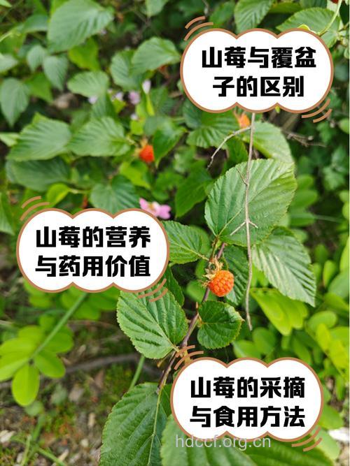 女人吃山莓的好处 山莓的营养价值